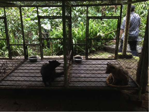 Luwaks kept in small cages, side-by-side. 